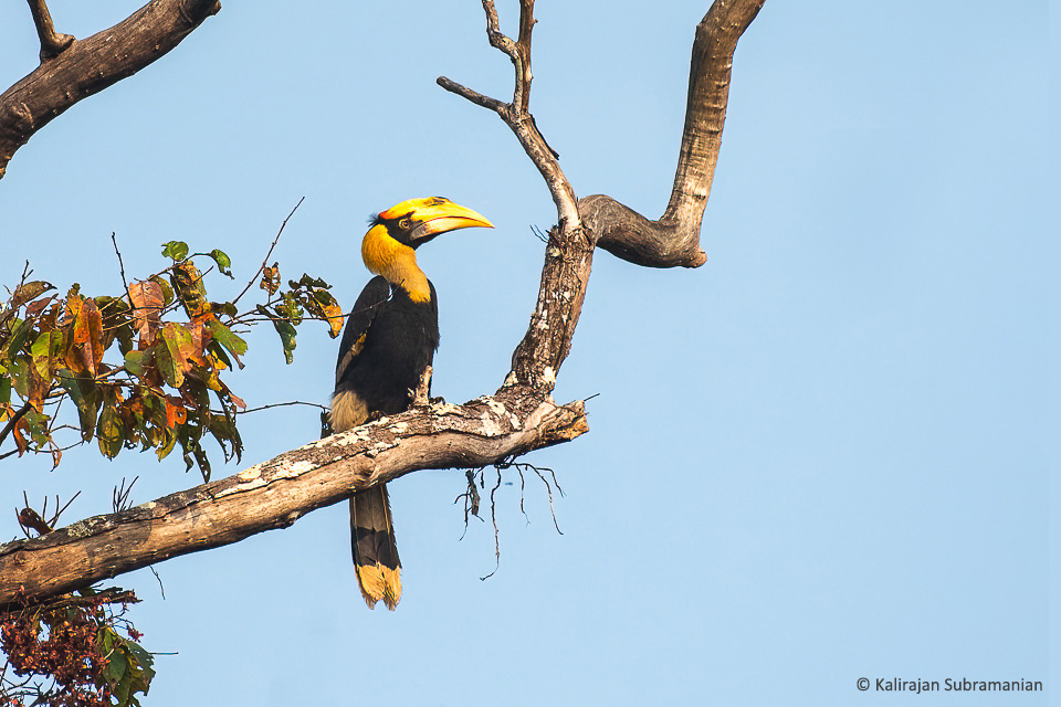 Hornbills are one of the major attractions in Kali Tiger Reserve. Priya Rajan writes about her family's trip to Dandeli. 

jlrexplore.com/explore/guest-…