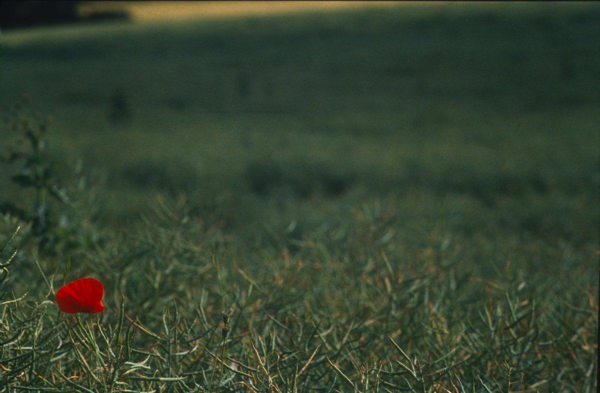 Chris Guy tweet media