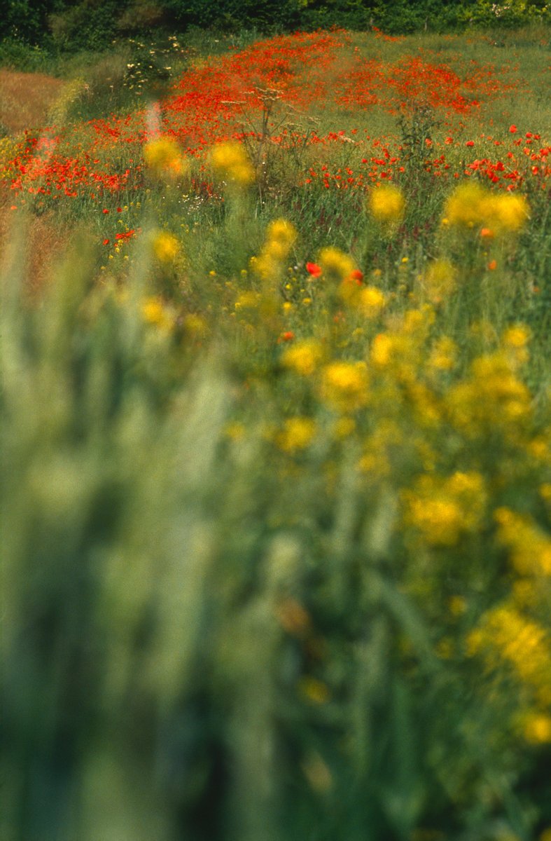 Chris Guy tweet media