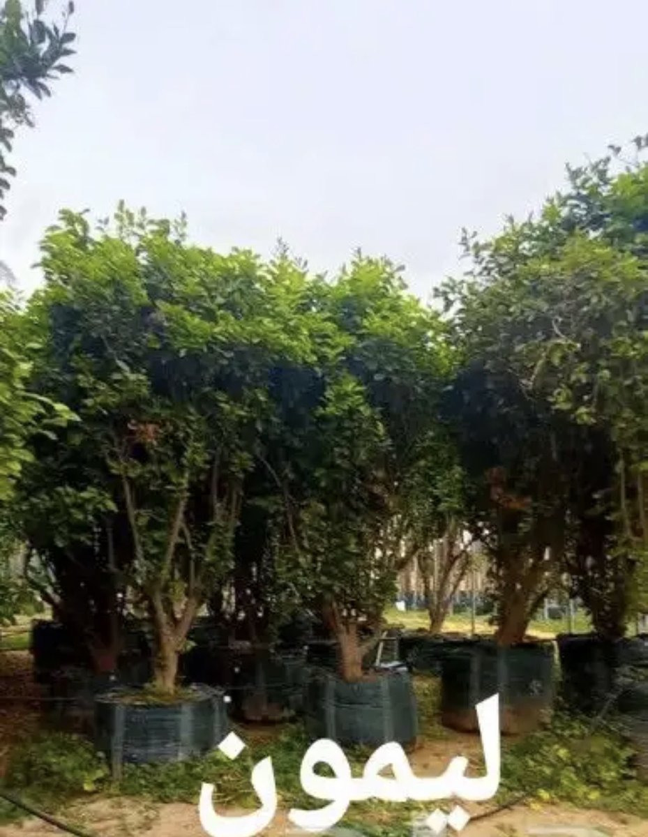 saudi_palm's tweet photo. حمضيات للبيع ليمون اضاليا ويوسفندي وبرتقال ج0507786401 https://t.co/GldRo3vP0Y