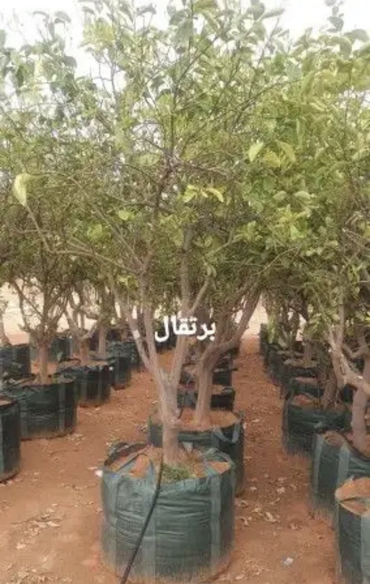 saudi_palm's tweet photo. حمضيات للبيع ليمون اضاليا ويوسفندي وبرتقال ج0507786401 https://t.co/GldRo3vP0Y
