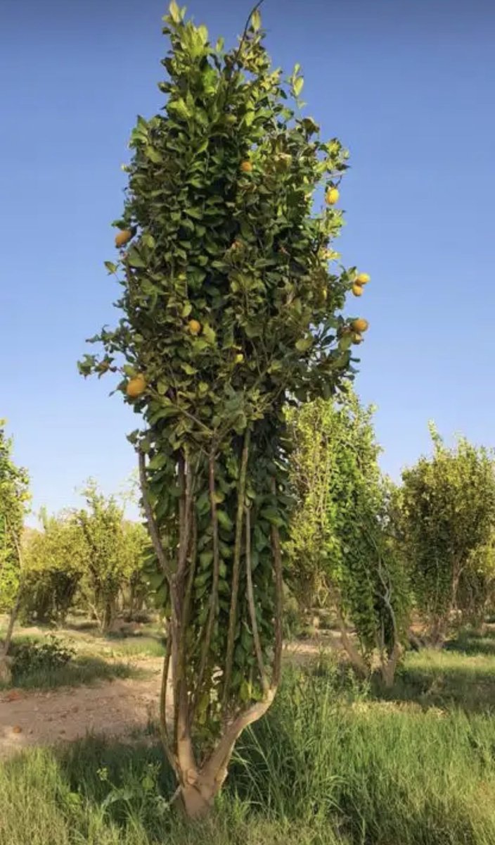 حمضيات للبيع ليمون اضاليا ويوسفندي وبرتقال ج0507786401