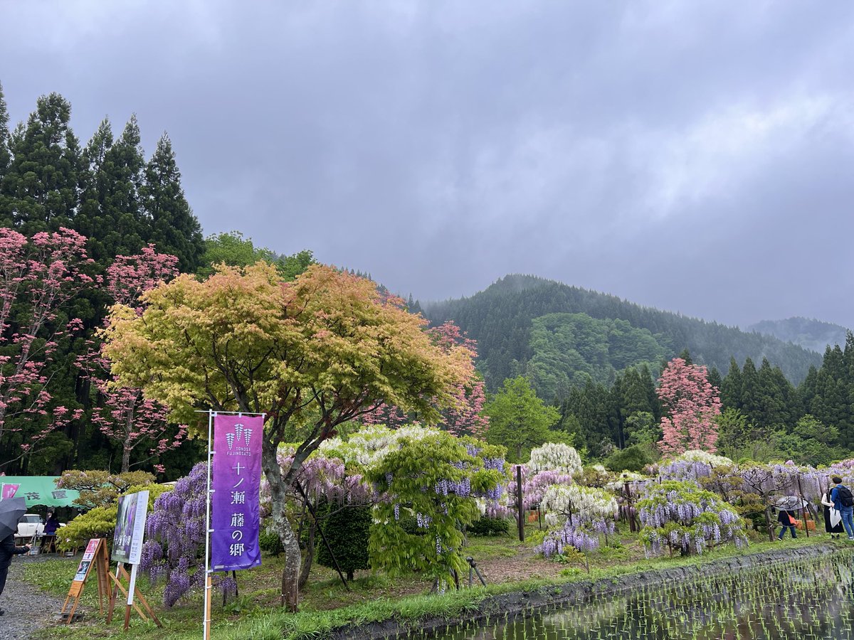 Akimotty's tweet photo. 十ノ瀬藤の郷
行ってきました。
八分咲くらいで甘〜い香りと色とりどりの藤の花にとっても癒されました。
25日まで延長するってー。🎶 https://t.co/VUcMnmo1jE
