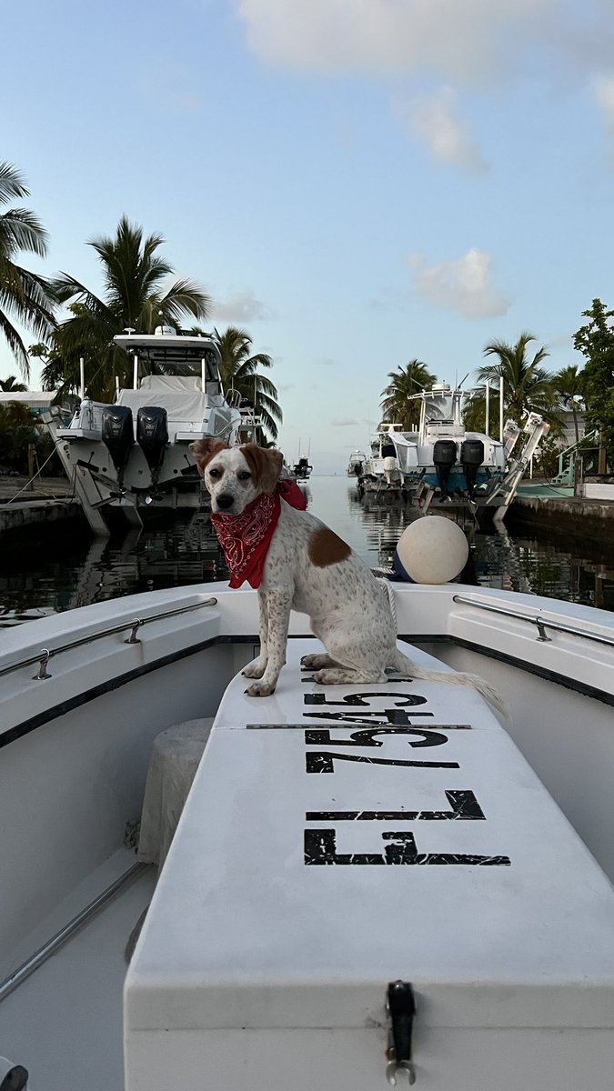 barbiedoll_eyw's tweet photo. Finally a boat day! #offthedock @fishmekeywest #gonefishing #charter #keywest https://t.co/TI8W2F8JZJ