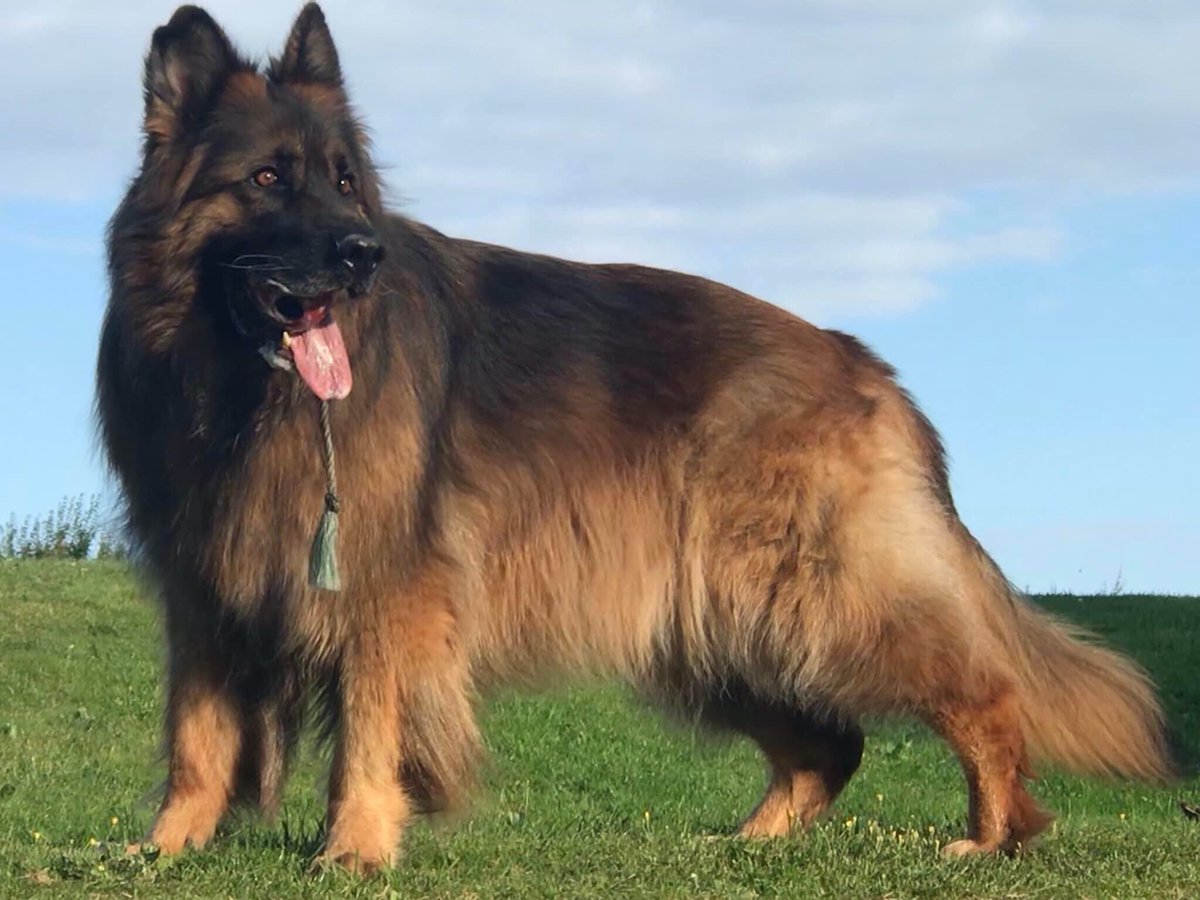 RayBates57's tweet photo. Morning, 5yrs ago our boy was choking on his food, using my training from a #Animalfirstaid course &amp; freed the obstruction from his throat which then wedged in the roof of his mouth, putting your hand in the mouth of a panicked 50kg is scary but not as scary as losing your dog👨‍🎓 https://t.co/7CGiD992X2