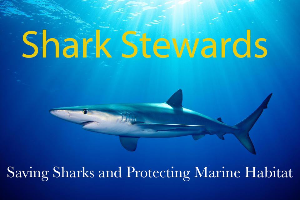adri1545's tweet photo. Shark Stewards helps band shark finning by introducing shark fin trade bans, regulating fisheries and purporting marine protected areas.
#39canimals https://t.co/xjNqQkvjrH