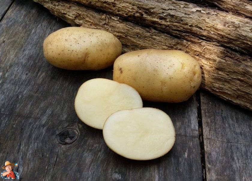 potatosystem1's tweet image. Revolutionizing the Potato Industry: Russian Breeders Develop Industrial Potato Varieties
#Potatoindustry #Russianbreeders #Industrialprocessing #Nevskypotato #Ermakpotato #Cropyield #Potatochips #Frenchfries Russian breeders have been working...
potatoes.news/revolutionizin…