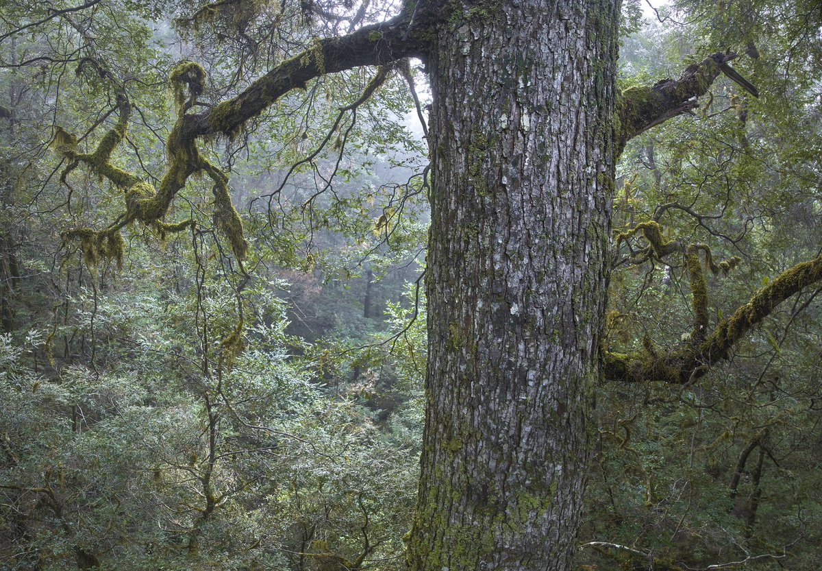 BobBrownFndn's tweet photo. Miner MMG wants to build a mine waste dump &amp; bury this ancient rainforest, 500-year-old trees, &amp; endangered species.  @AlboMP @tanya_plibersek @jeremyrockliff can save #takayna with a World Heritage listed National Park, returned to Aboriginal ownership.
#Tarkine #7NewsSpotlight https://t.co/N6VJYe51nL