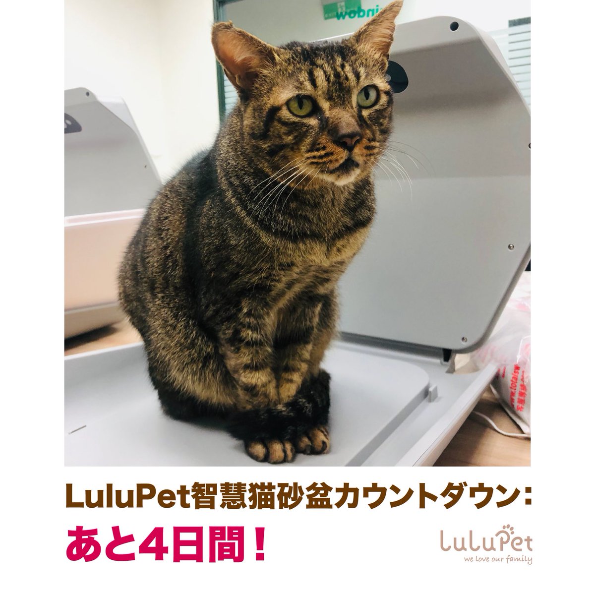 LulupetJapan's tweet photo. LuluPetスマートトイレの予約受付残り4日間！⏰
まだ予約していない猫ちゃんファンたち、急いでMakuakeで予約してくださいね！にゃ〜💕🐾
🛒 https://t.co/w7MkaKVN9t https://t.co/xFYVlPV7OE