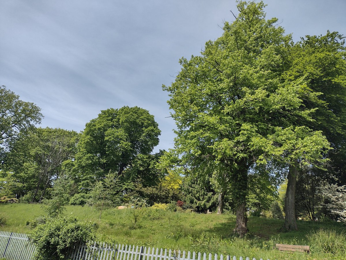 Singleton Park in Swansea is stunning this morning. #WelshCraftHour