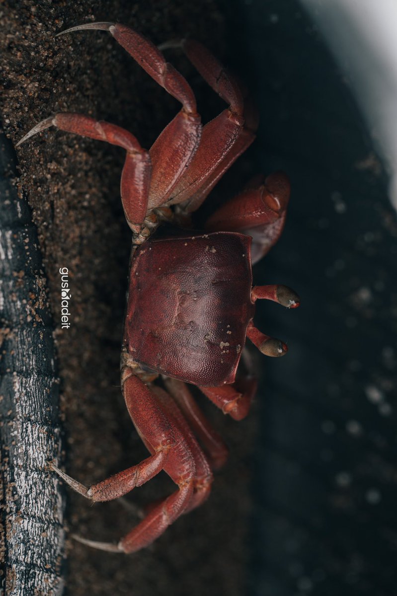 augustDEHOUMON's tweet photo. J'ai travaillé dur pour capturer cette image incroyable de crabes 🦀 sortant de son trou 🕳.J'ai dû être patient et rester dans le froid pendant 2h , mais ça en valait vraiment la peine. J'espère que vous apprécierez cette vidéo ainsi que l’image. N’hésitez pas à vous abonner https://t.co/zif8U6SX02