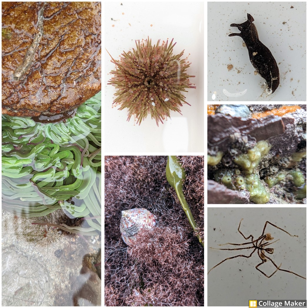 Suns out flags out! Looking forward to an amazing Rockpool Safari today! Follow the link below to see other great events we have going on over Half Term and Summer such as Night Time Rockpooling and Snorkel Safaris. Hope to see you soon!
🐟 🦀 🌊 🐚 🪸 
buff.ly/3wOeAhF
