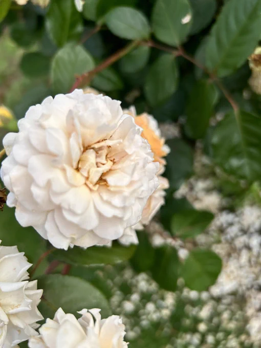 新宿御苑で薔薇を見ました 新しいiPhone、すごい写真撮れるな!