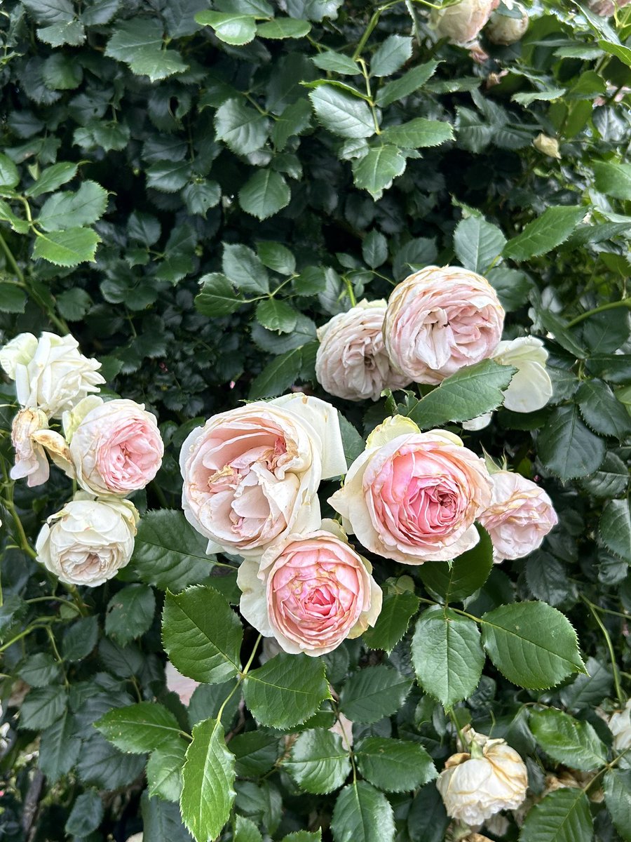 「新宿御苑で薔薇を見ました 新しいiPhone、すごい写真撮れるな!」|河内実加🌕のイラスト