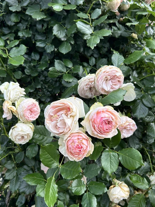 新宿御苑で薔薇を見ました 新しいiPhone、すごい写真撮れるな!