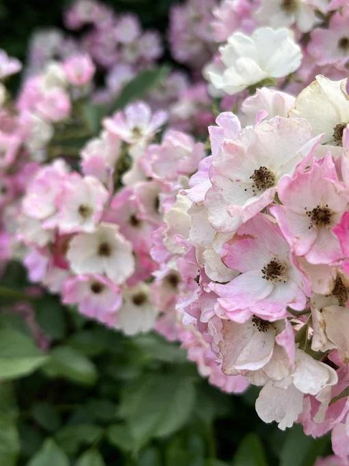 新宿御苑で薔薇を見ました 新しいiPhone、すごい写真撮れるな!