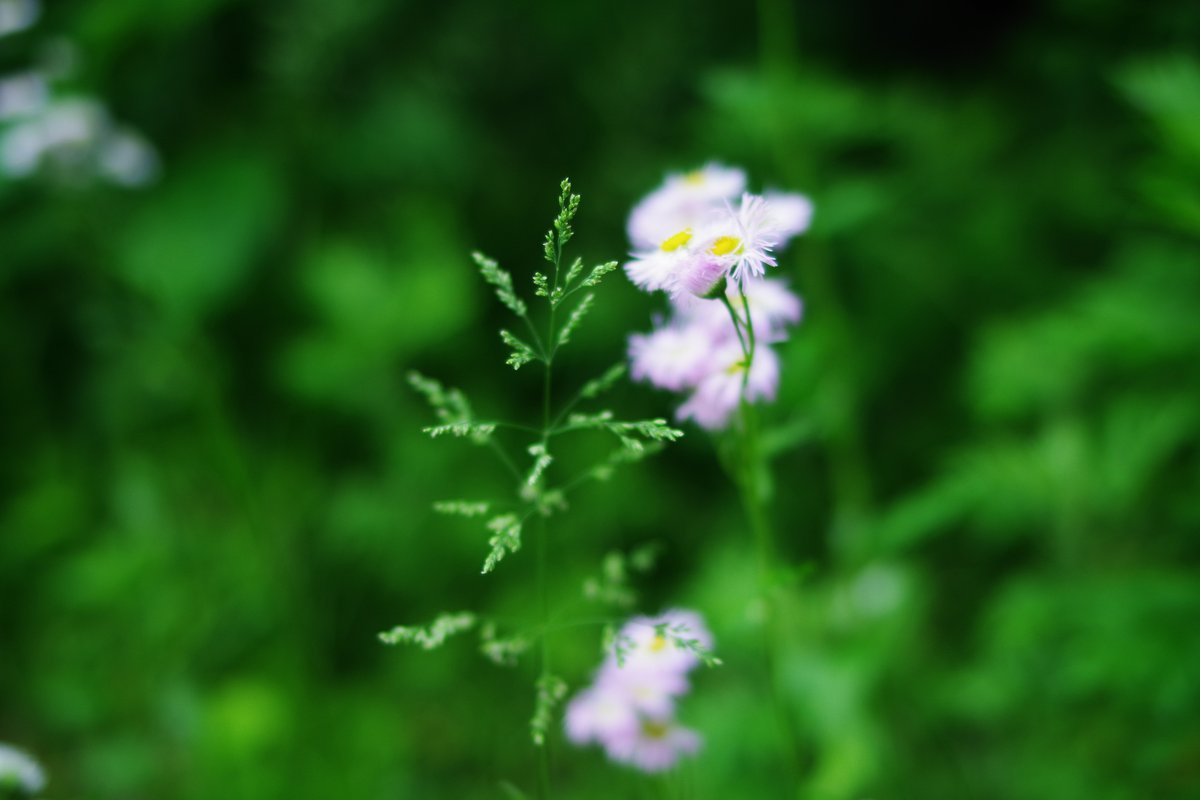 emiripapas's tweet photo. 関東ではこの時期によくみるこの雑草はなんていうんで
しょうか。そのシャープな造形が好きでよく写真に収めています。
https://t.co/HeyDEUY0A1 #KAZAL #PENTAX https://t.co/YKnlHOT9Oa