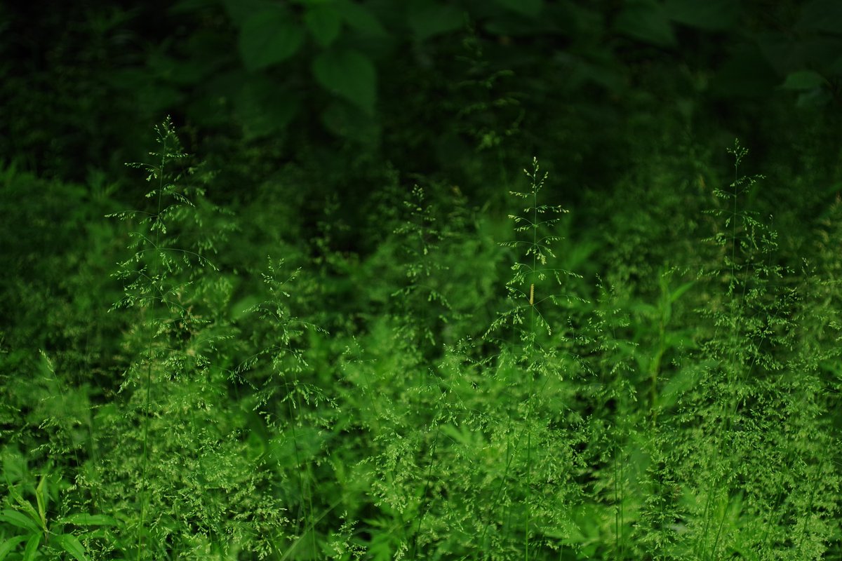 emiripapas's tweet photo. 関東ではこの時期によくみるこの雑草はなんていうんで
しょうか。そのシャープな造形が好きでよく写真に収めています。
https://t.co/HeyDEUY0A1 #KAZAL #PENTAX https://t.co/YKnlHOT9Oa