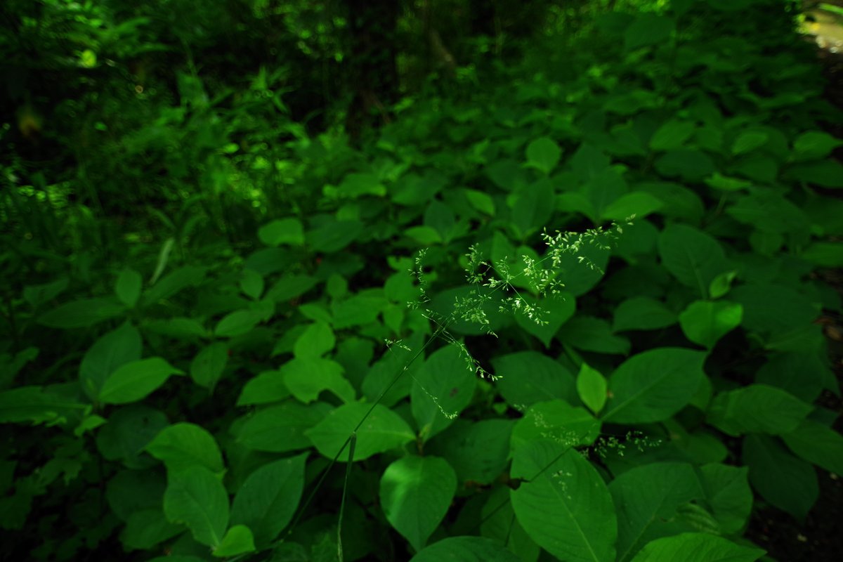 emiripapas's tweet photo. 関東ではこの時期によくみるこの雑草はなんていうんで
しょうか。そのシャープな造形が好きでよく写真に収めています。
https://t.co/HeyDEUY0A1 #KAZAL #PENTAX https://t.co/YKnlHOT9Oa