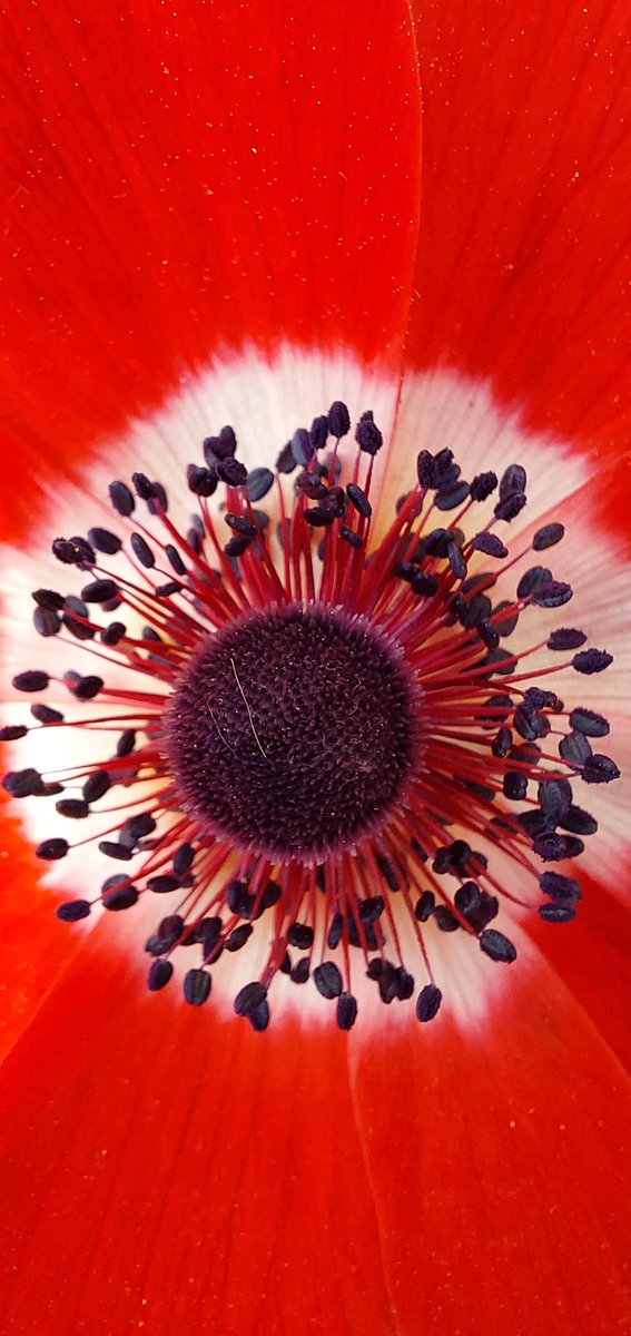 MAlblasserwaard's tweet photo. De anemoon….wat is dat toch een vrolijke mooie bloeier. Begin dit jaar in de grond en nu ons belonend met hun prachtige bloemen #tuinbeleving #tuinplezier #bloemen #bolgewas #tuinkleur #anemonen #bloembol #kleurrijk https://t.co/8iTRu0nlXc
