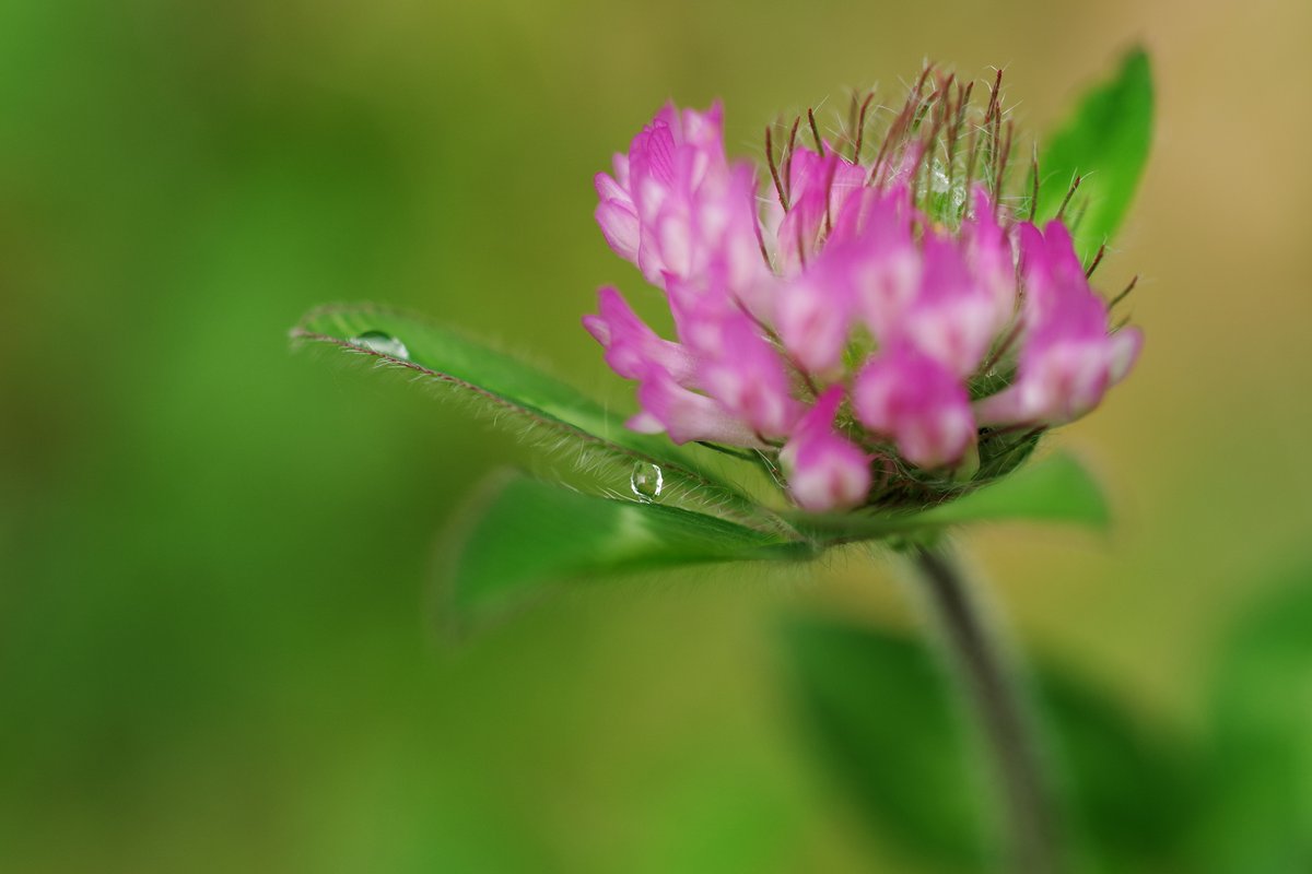 emiripapas's tweet photo. 今日も草むらでsmc PENTAX-A 50mmF2.8。KFとの組み合わせが秀逸です。#pentax #pentax_kf https://t.co/iAokfjYKId