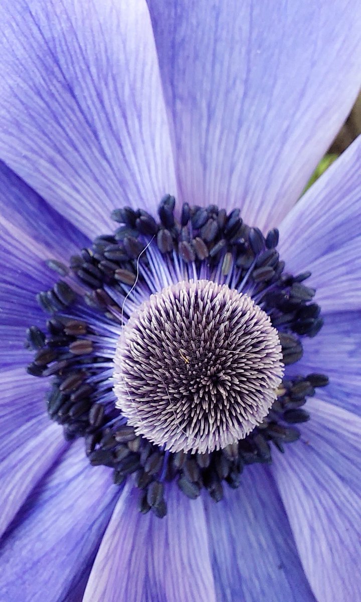 PjjJunior's tweet photo. De anemoon….wat is dat toch een vrolijke mooie bloeier. Begin dit jaar in de grond en nu ons belonend met hun prachtige bloemen #tuinbeleving #tuinplezier #bloemen #bolgewas #tuinkleur #anemonen #bloembol #kleurrijk https://t.co/hlpJpzbV3Q