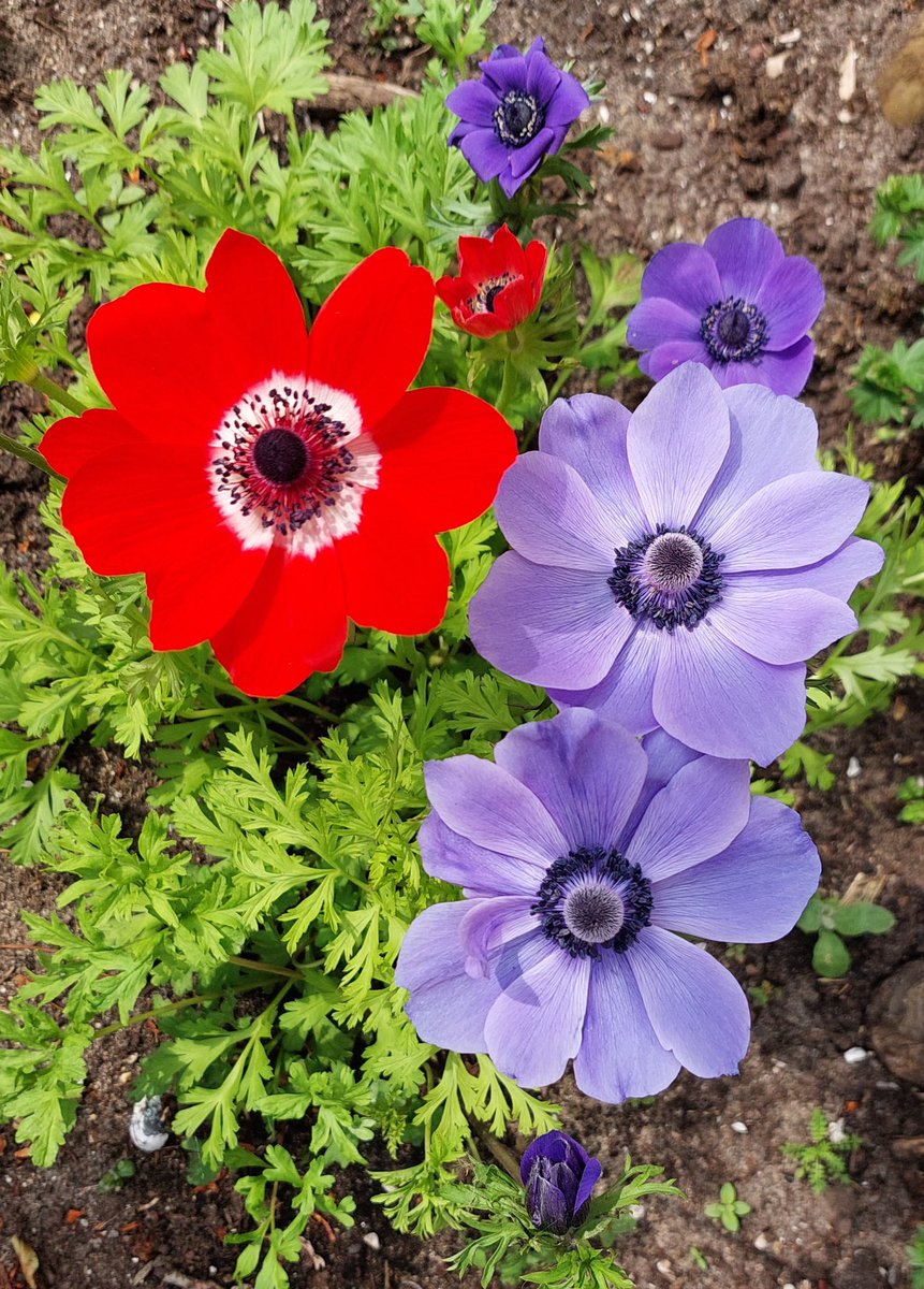 PjjJunior's tweet photo. De anemoon….wat is dat toch een vrolijke mooie bloeier. Begin dit jaar in de grond en nu ons belonend met hun prachtige bloemen #tuinbeleving #tuinplezier #bloemen #bolgewas #tuinkleur #anemonen #bloembol #kleurrijk https://t.co/hlpJpzbV3Q