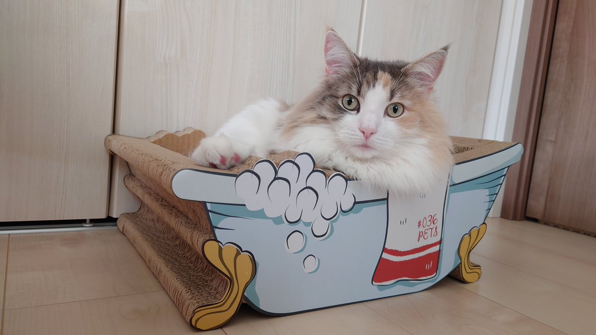 emma22nor's tweet photo. エマ専用のお風呂をもらいました〜✨🤗

#うちのねこ 
#ノルウェージャンフォレストキャット https://t.co/6RUFCh156p