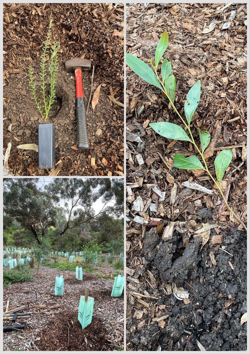 Boheme01's tweet image. Plant some natives for wildlife #friendsofedgarscreek #communityplanting #habitatrestoration
