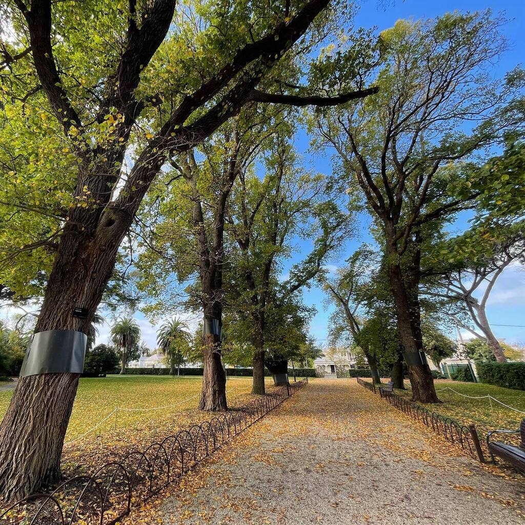 duncanWmaxwell's tweet photo. Nice to find this avenue of Elms at Williamstown. My parents’ garden’s Wych Elm (Scots Elm) was finally cut down last year, having finally succumbed to Dutch Elm disease a couple of years before 😢. Praise be to Australia’s quarantine laws! https://t.co/FrjObDloXi https://t.co/7obDRzDWmd