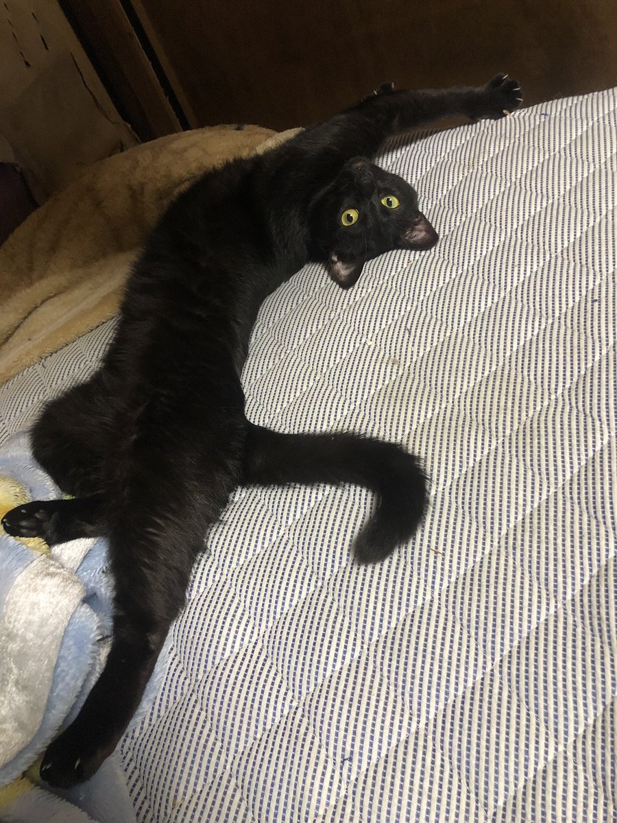 mminfotv's tweet photo. 今日の猫🐱 https://t.co/Zogs08JeXV