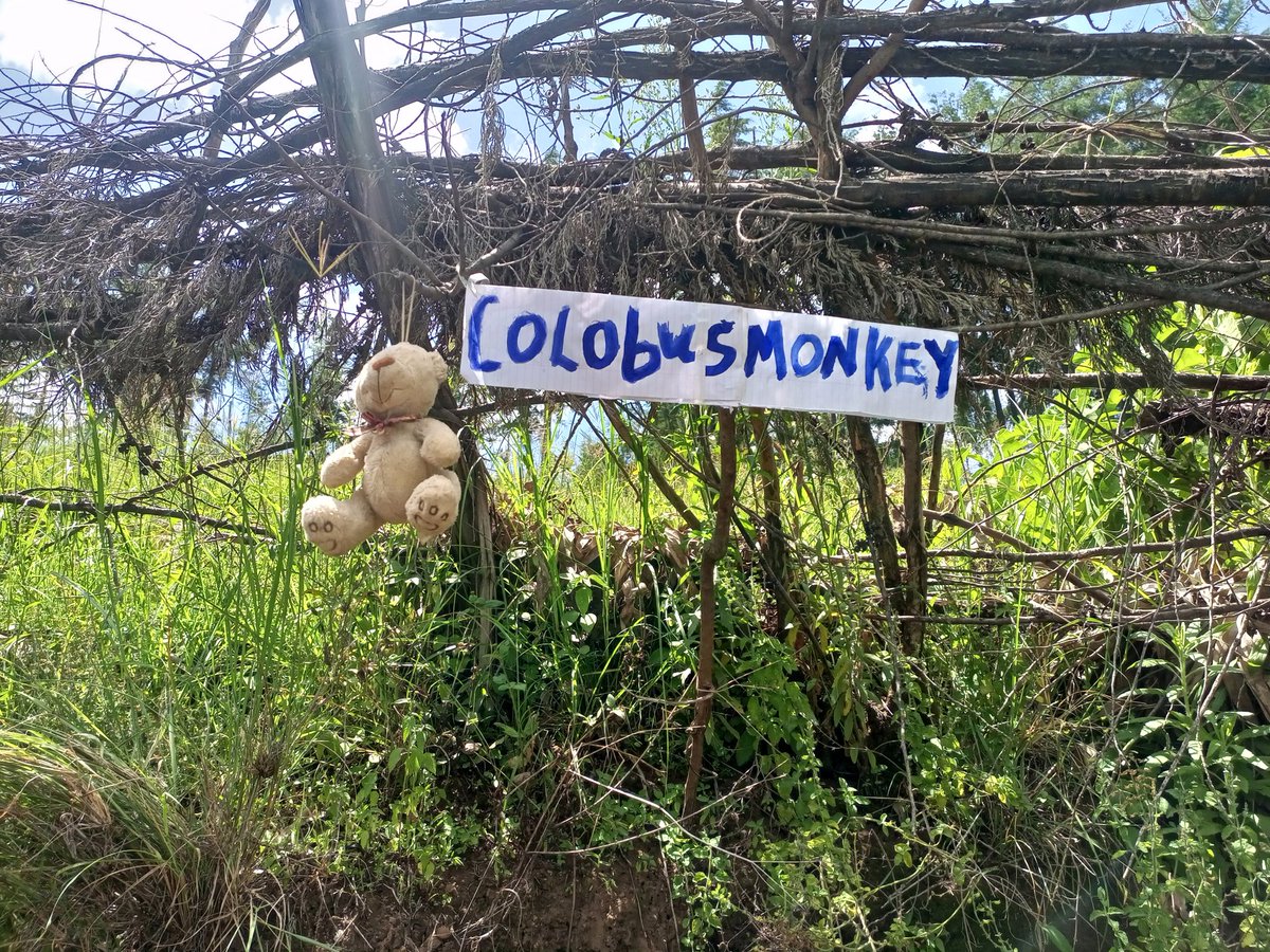Kotsocha_ke's tweet photo. Today I was privileged to visit the National park indeed our wildlife is beautiful🔥 I also saw the extinct Columbus monkey https://t.co/2Iww164qss
