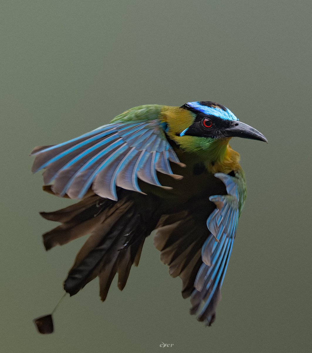 La capa más linda del mundo 💙💚

Barranquero Andino/Andean Motmot
#spamdepajaritosypunto