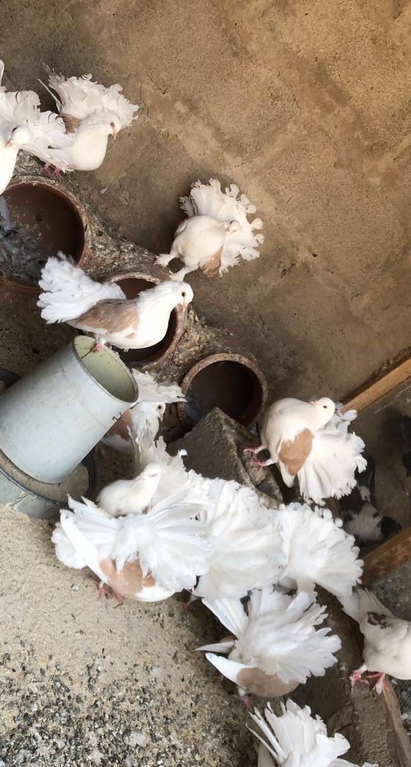 Thewildcave's tweet photo. Frame 1-Kings 
Frame 2-Argentina 
Frame 3-jacobin 
Frame 4-fantail 

Price- Kings: 25,000
Argentina: 60,000
Jacobin: 20,000
Fantail: 17,000
Carneau: 20,000

Location- kaduna 
Available always 🙌🏾
@AhmedsaniAhmed2 https://t.co/Zt6Cs83KMQ