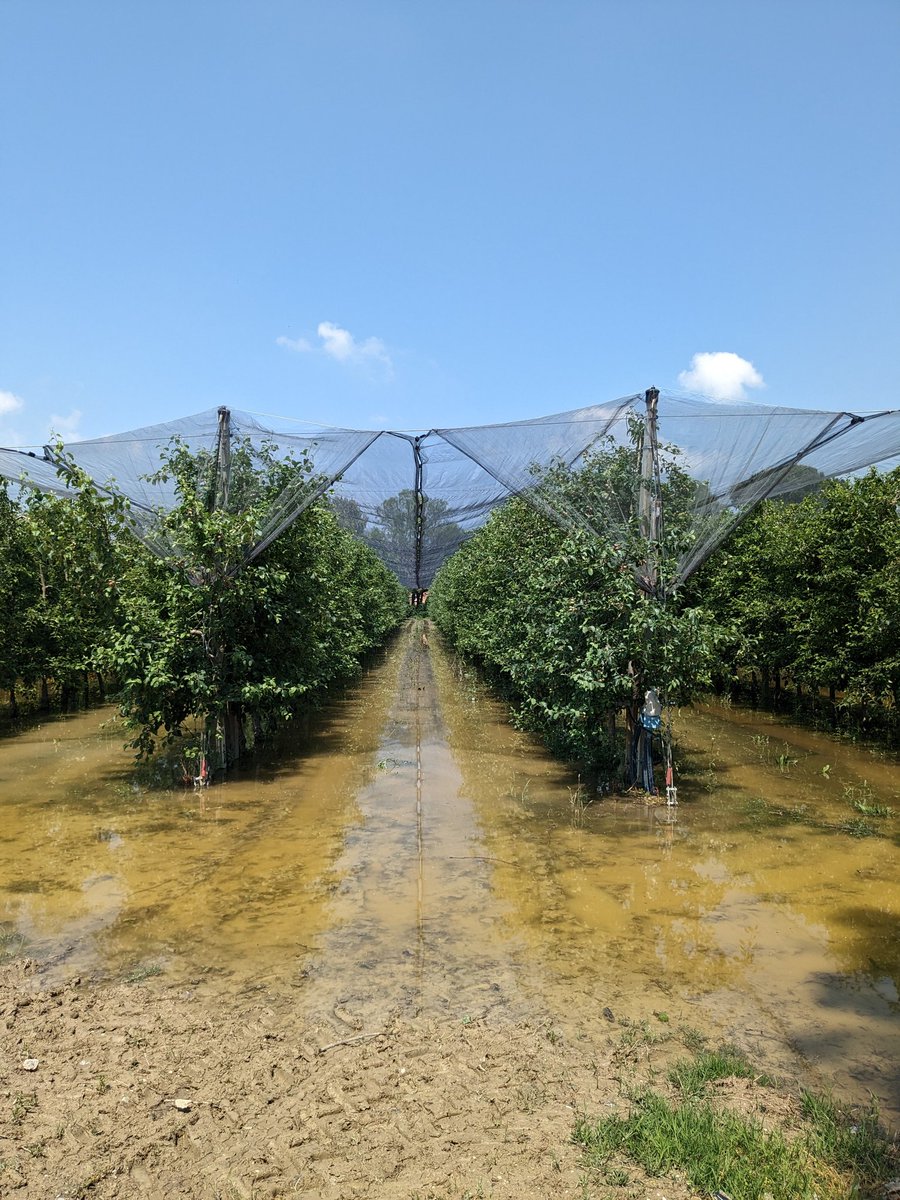 Die Altstadt von #Ravenna haben die #Unwetter in Italien verschont. Stattdessen steht das Wasser vor der Stadt, Industriegebiet und Obstfelder überflutet. Heute und morgen soll es trocken bleiben, Mitte der Woche evtl neue Niederschläge. @ARDRoma