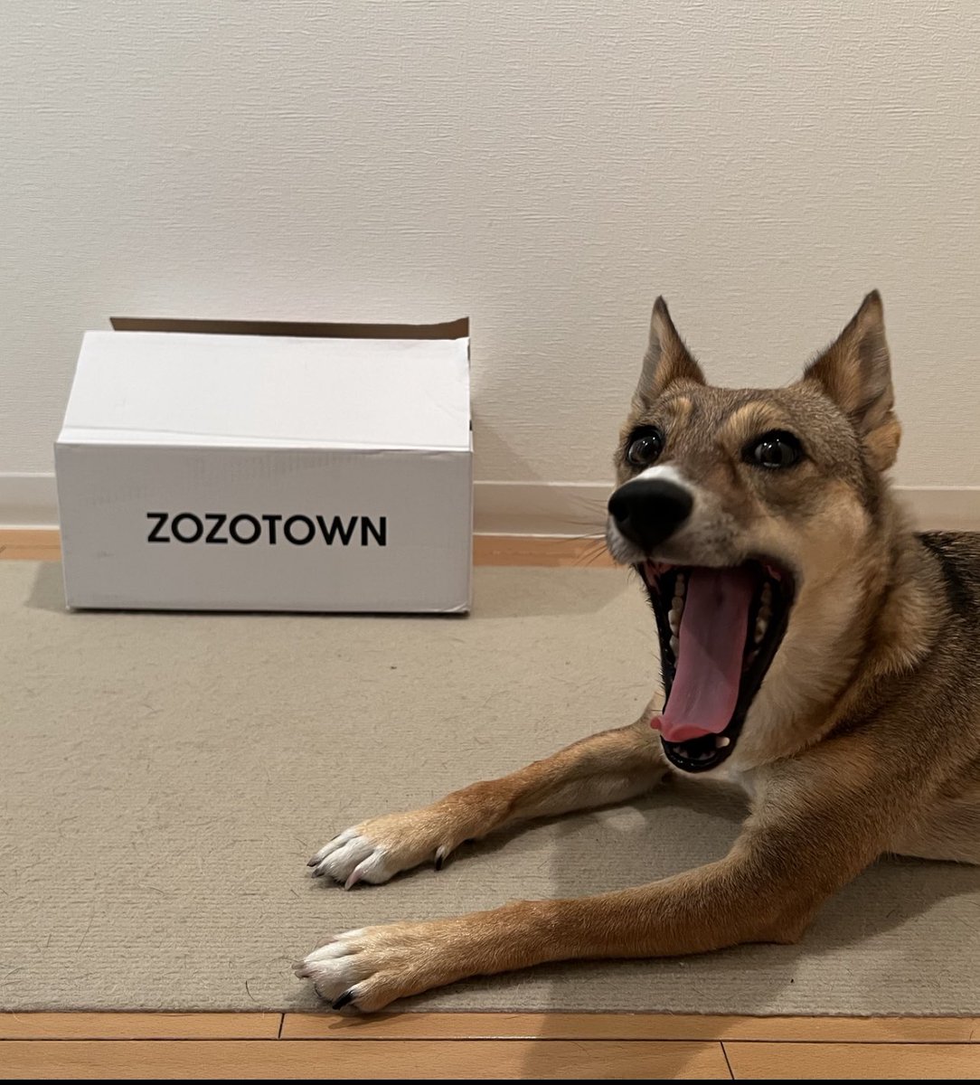 KDVI-III.VII // CEO Qbii M2M Solutions tweet media