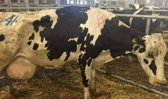 Cows in the dairy industry are treated as objects. They are forcibly impregnated year after year, separated from their babies, have their milk stolen and once 'spent' they are slaughtered 

Supporting Animal Cruelty
GoVegan🌱🌎

#Dairy #AnimalRights #GoVegan #EndSpeciesism #Vegan