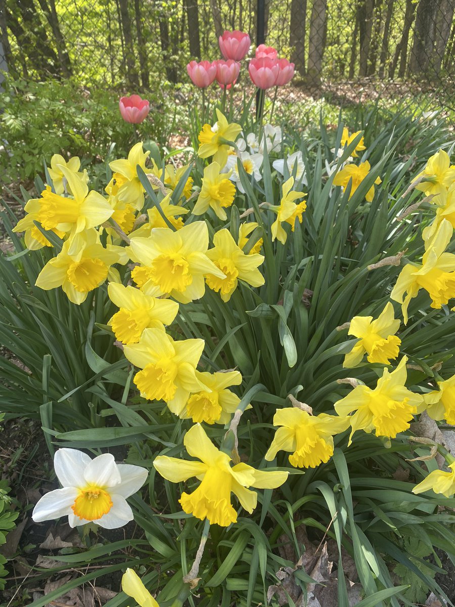 Kinnon3Mac's tweet photo. Happy Spring Twitter folks! Just a riot of colour out there today. #getoutside https://t.co/FMyfg4FX3a