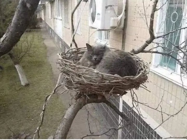 France61224153's tweet photo. Connaissez-vous ce genre d'oiseau ??? https://t.co/Xh3osiKF85