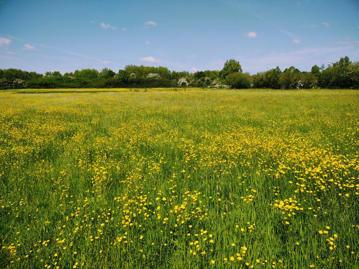 #SundayWalk #Uxbridge A40 fields looking super nice this morning...!