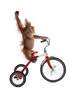 AlsoNotBaigent's tweet photo. Fight for tricycle rights comrades. #befreeonthree https://t.co/FNjN6S9MVT