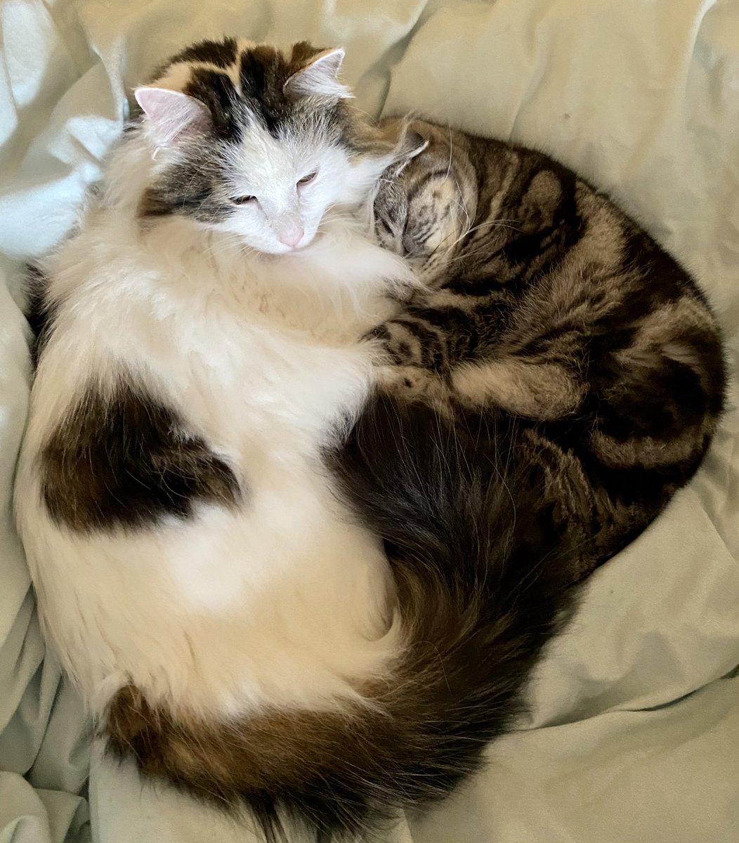 bao_bao_bun's tweet photo. Cosies ๐ป๐๐พ #CatsOfTwitter #bigbedtime https://t.co/wMJ4A5ozjW