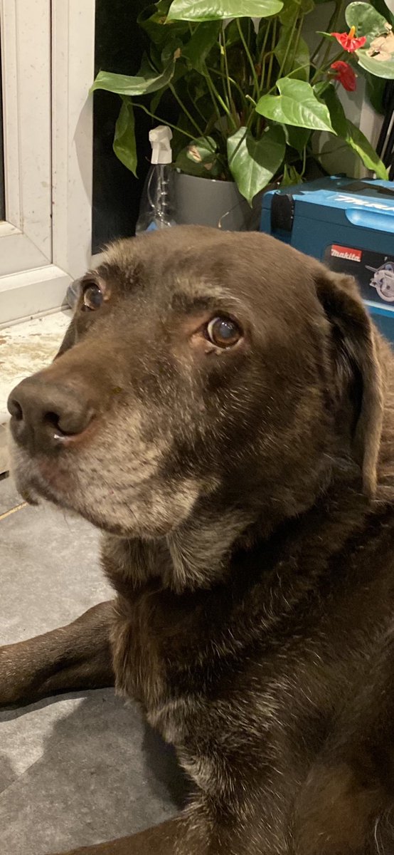 This morning my beautiful boy of 18 years passed. He was a massive part of our doggie home. Am glad he is at peace. Love you Toby 💜
