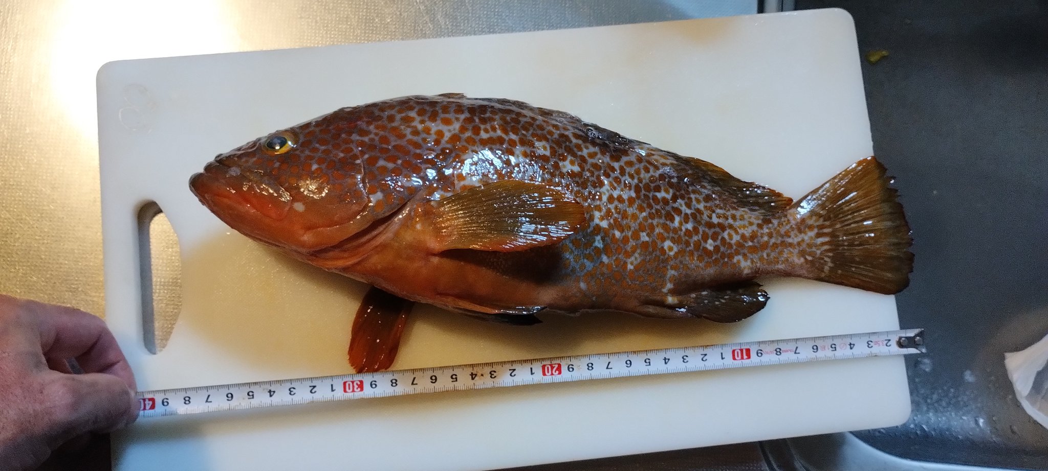 Kichan (@Kichan12769311) / X