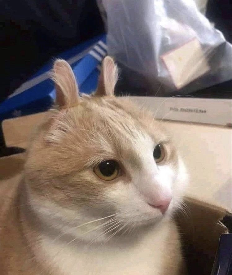 venerab1e's tweet photo. Rabbit cat https://t.co/EuiCoPUo8O