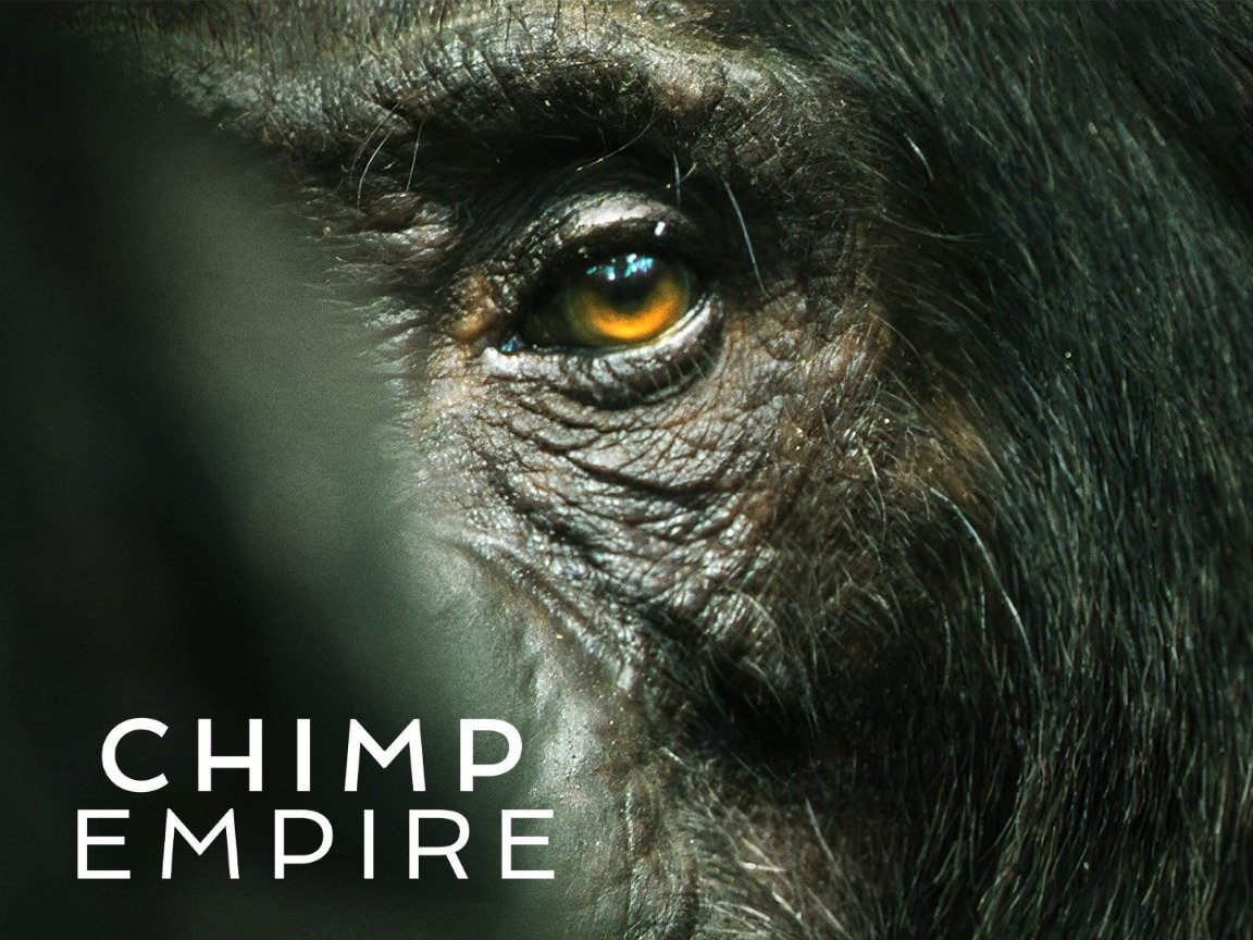 The best documentary I've seen to date ❤️‍🔥
#ChimpEmpire on @netflix