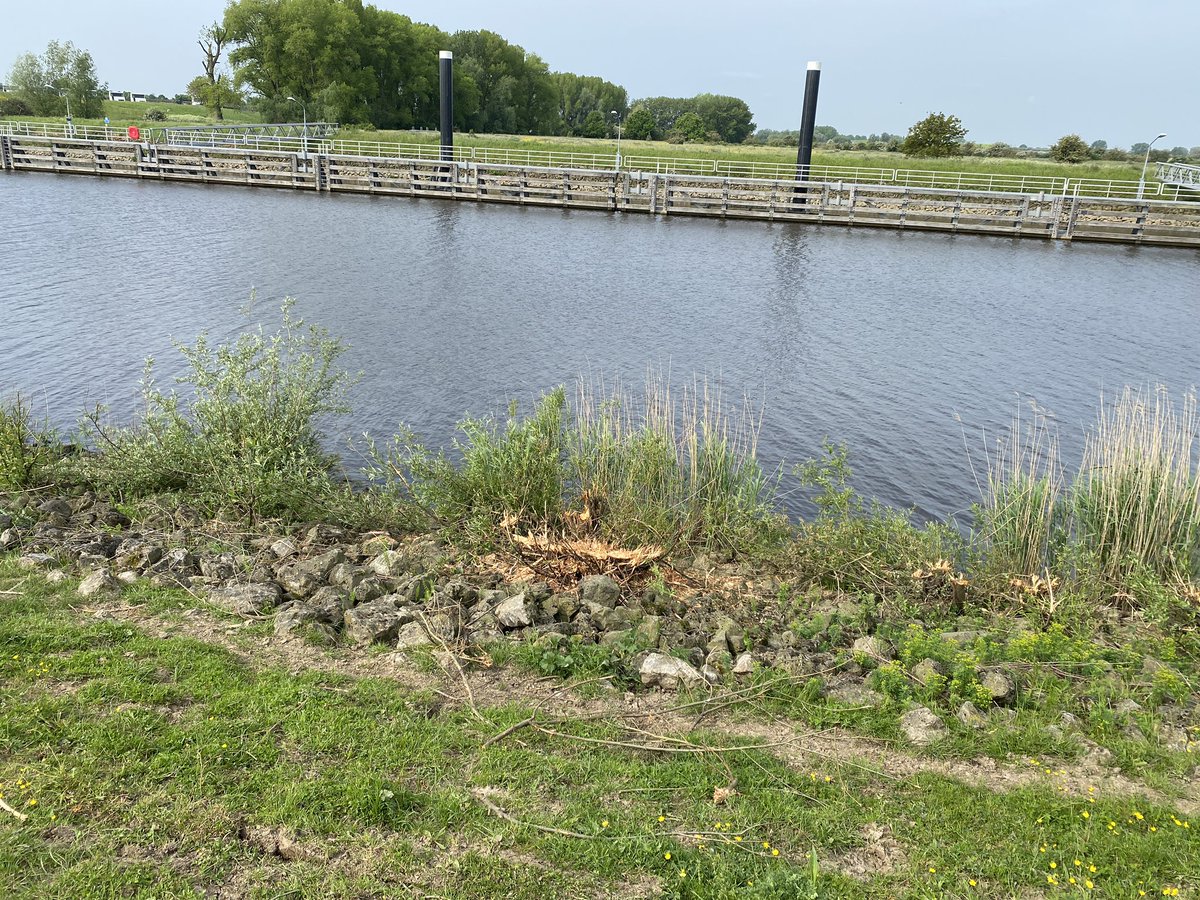 Ongelofelijk! Middenin het broedseizoen alles gesnoeid in de Koornwaard langs de Maas! Waarom? Zaten heel veel vogels. Alles weg!! Wie is hiervoor verantwoordelijk? <a href="/shertogenbosch/">'s-Hertogenbosch</a> <a href="/vogelnieuws/">Vogelbescherming NL</a> <a href="/Sovon/">Sovon Vogelonderzoek Nederland</a> @Natuurmonument <a href="/TvTol_/">Tjeerd van Tol</a> <a href="/Rijkswaterstaat/">Rijkswaterstaat</a>