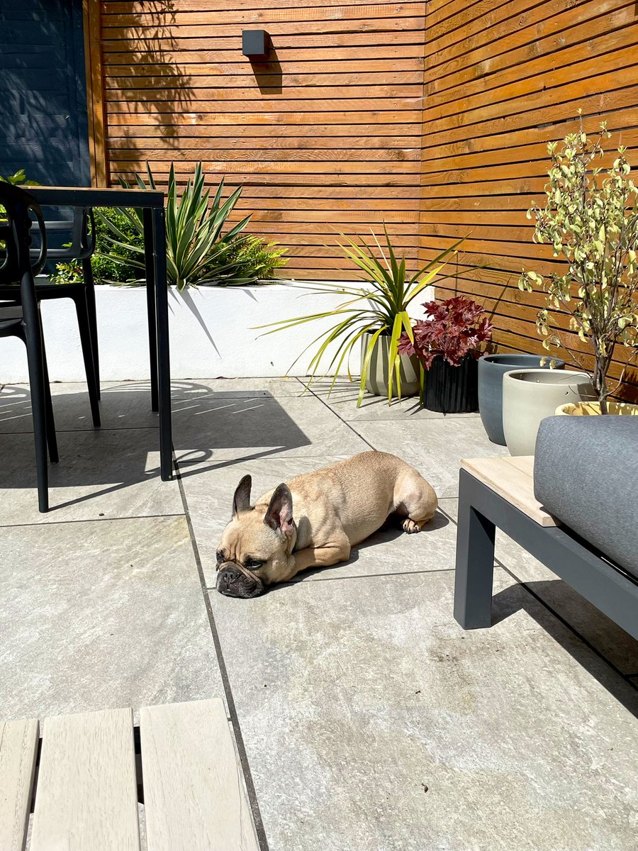 jmepaulw's tweet photo. Living his best life. 🐶 ☀️

*Need to clean the patio https://t.co/Hw7q3Do51q