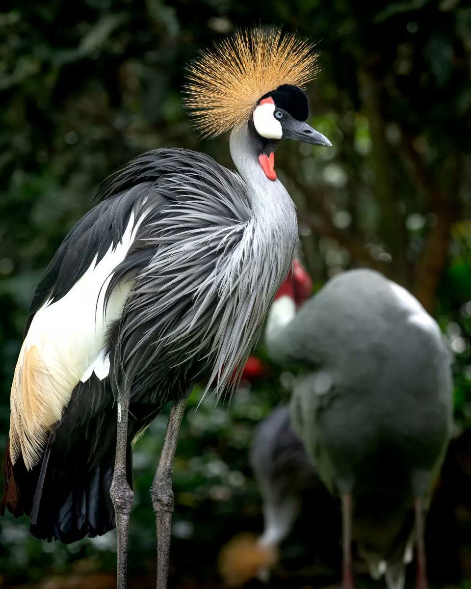 GybnNigerian's tweet photo. DID YOU KNOW!
The official national animal of Nigeria is not the eagle, but rather the black-crowned crane.
#BiodiversityDay #BuildBackBiodiversity #GYBN #GYBN_Nigeria#BiodiversityYouthWave #Biodiversity #StopTheSame #YouthIntoAction #NigeriaYouthInAction https://t.co/WE8FOu9fjq