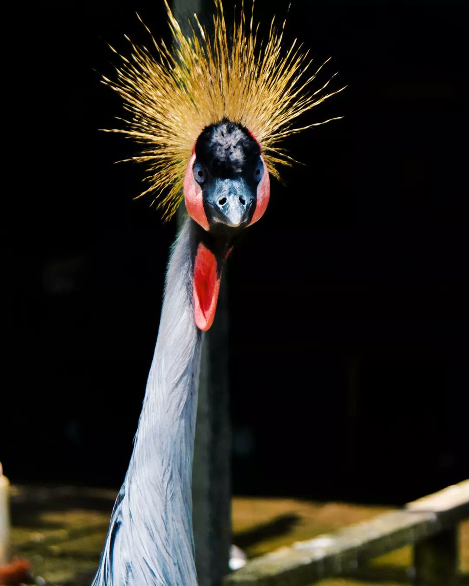 GybnNigerian's tweet photo. DID YOU KNOW!
The official national animal of Nigeria is not the eagle, but rather the black-crowned crane.
#BiodiversityDay #BuildBackBiodiversity #GYBN #GYBN_Nigeria#BiodiversityYouthWave #Biodiversity #StopTheSame #YouthIntoAction #NigeriaYouthInAction https://t.co/WE8FOu9fjq
